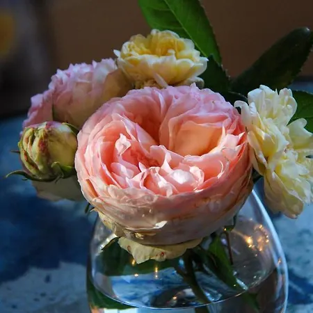 Manoir De Beauregard - Cunault Bed and breakfast *